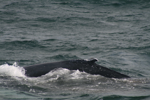 Juv. humpback of Toe Head West Cork 280907 © Conor Ryan